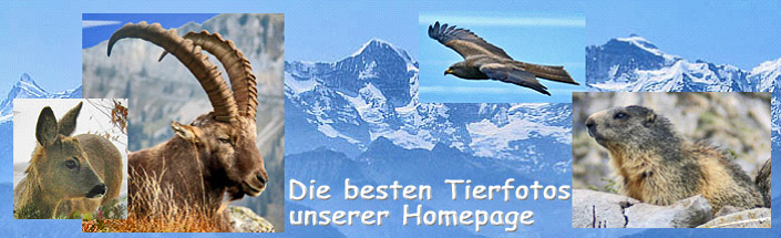 » Tierbegegnungen / Foto: F.Bieri / Montage: H.Rieder