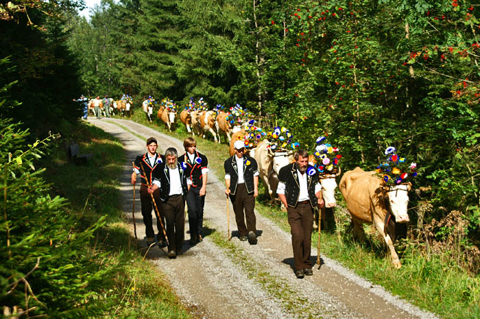 Geschmückte Kühe / Foto: Fritz Bieri