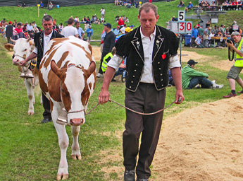 Hans Schmocker mit Rind Edelweiss / Foto: Heinz Rieder