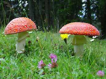 Fliegenpilz