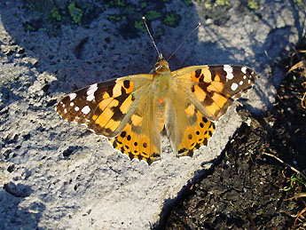 Schmetterling