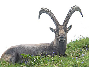 Steinbock 2