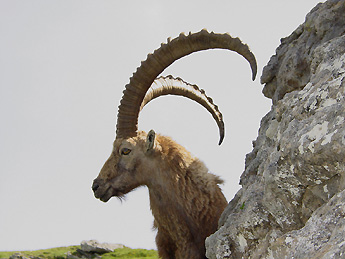 Steinbock