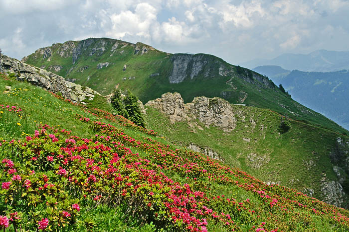 Alpenrosen / Foto: Fritz Bieri