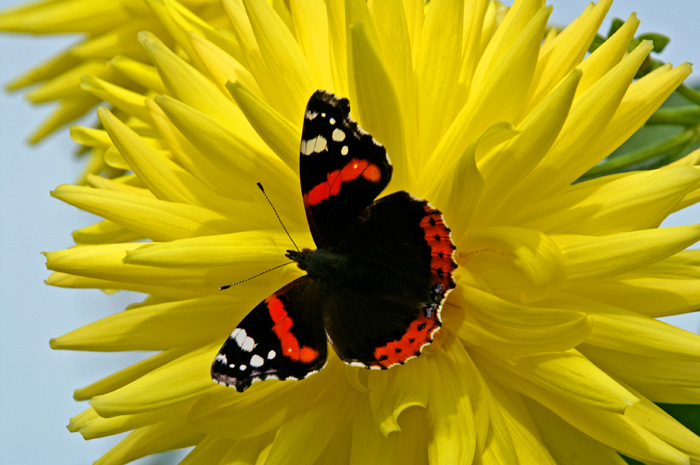 Fleckenfalter Admiral / Foto: Fritz Bieri