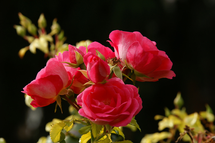 Rosen am Thunersee / Foto: Fritz Bieri