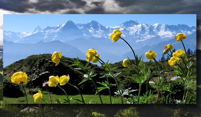 » Beatenberg-Niederhorn globeflowers (photo: F.Bieri)
