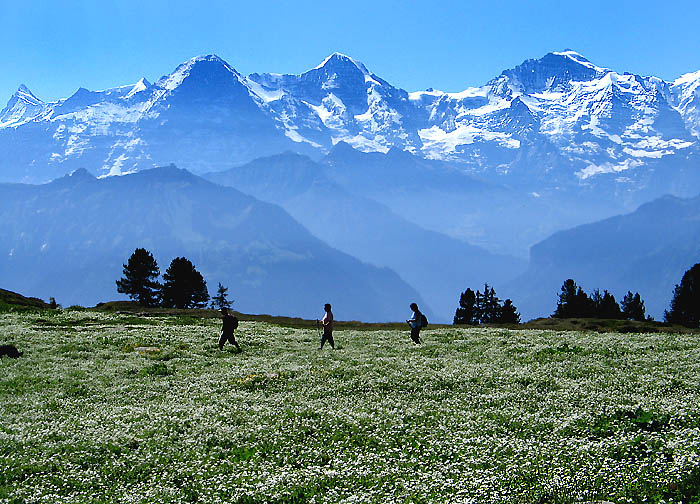 Bergblumen / Foto: Fritz Bieri