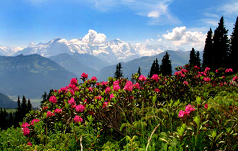 » Bergblumen / Foto: F.Bieri