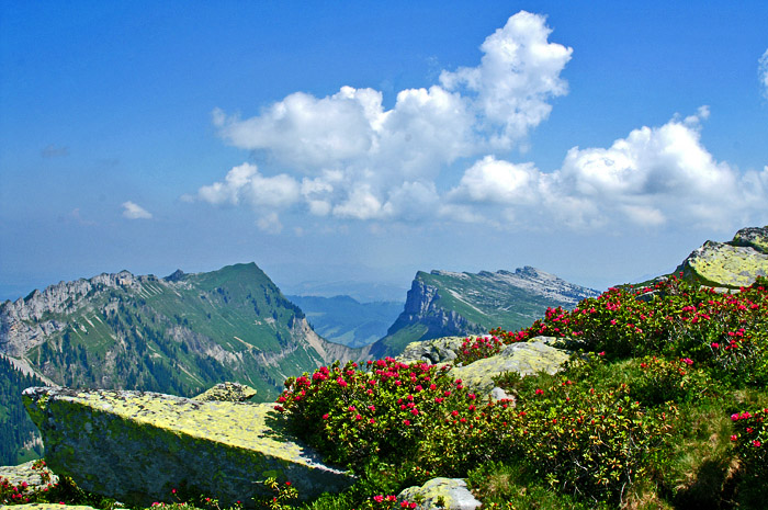 Alpenrosen / Sichel Foto: Fritz Bieri